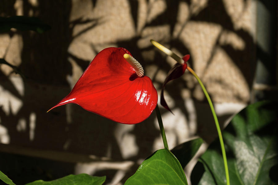 A Glossy Heart Flower for My Valentine Photograph by Georgia Mizuleva