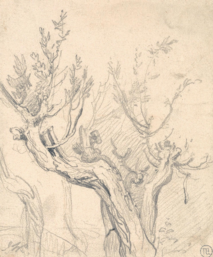 A Gnarled Tree Drawing by James Ward - Pixels