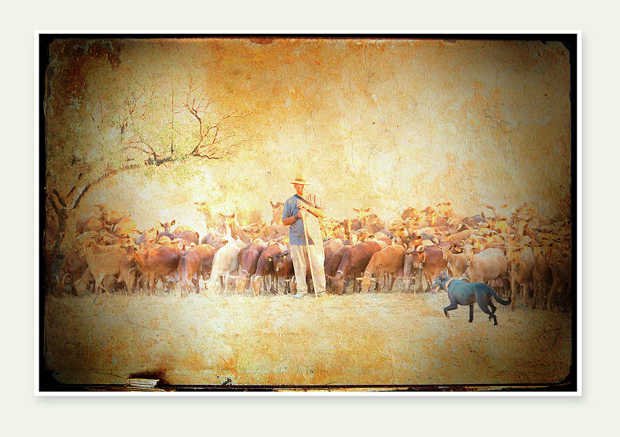 A Goatherd Muses Photograph by Mal Bray