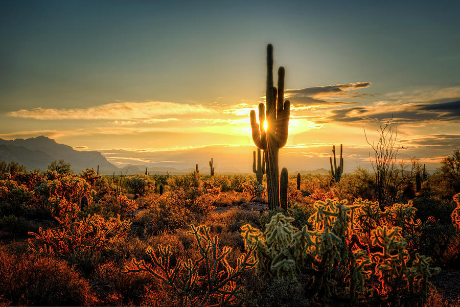 A Golden Arizona Morning  Photograph by Saija Lehtonen