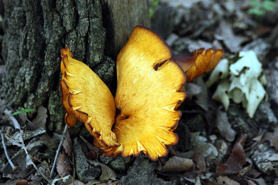 A Golden Butterfly Mushroom Photograph by Sheila Brown