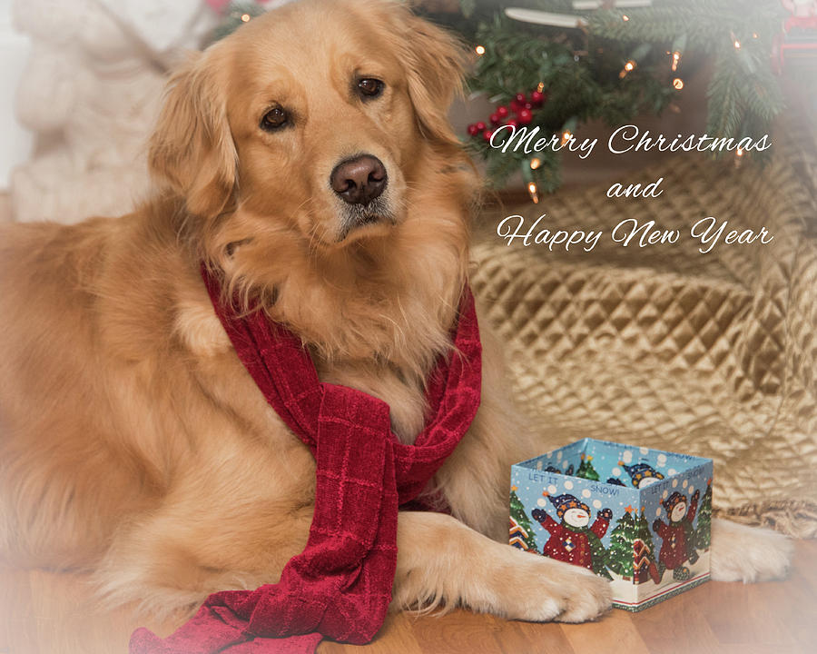 Christmas Photograph - A Golden Christmas Greeting by Connie Mitchell