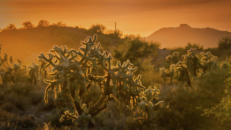 A Golden Desert Evening in the Sonoran  Photograph by Saija Lehtonen