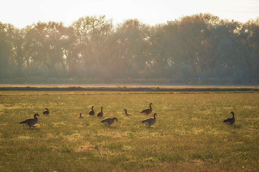 A Golden Dream of Geese Photograph by Mary Lee Dereske