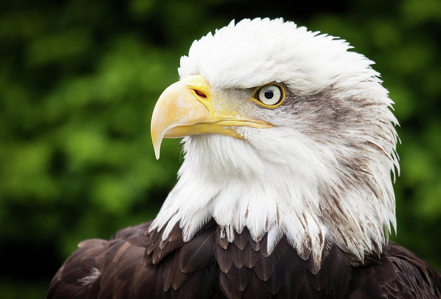 A Bald Eagle Keeps Watch Photograph by Peter Handy | Fine Art America