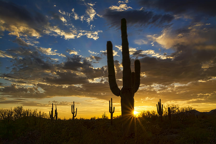 Sunset Photograph - A Golden Evening in the Desert  by Saija Lehtonen