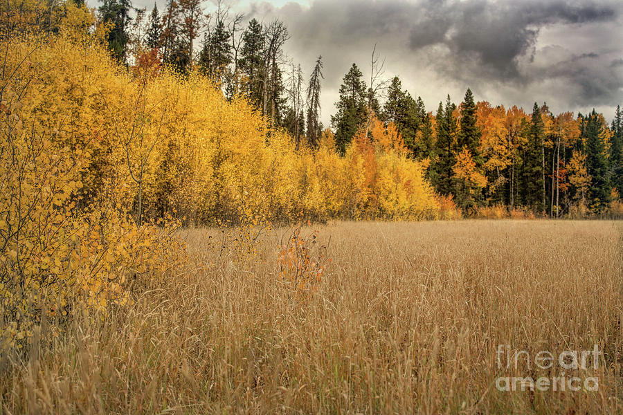 A Golden Meadow Photograph by Lynn Sprowl