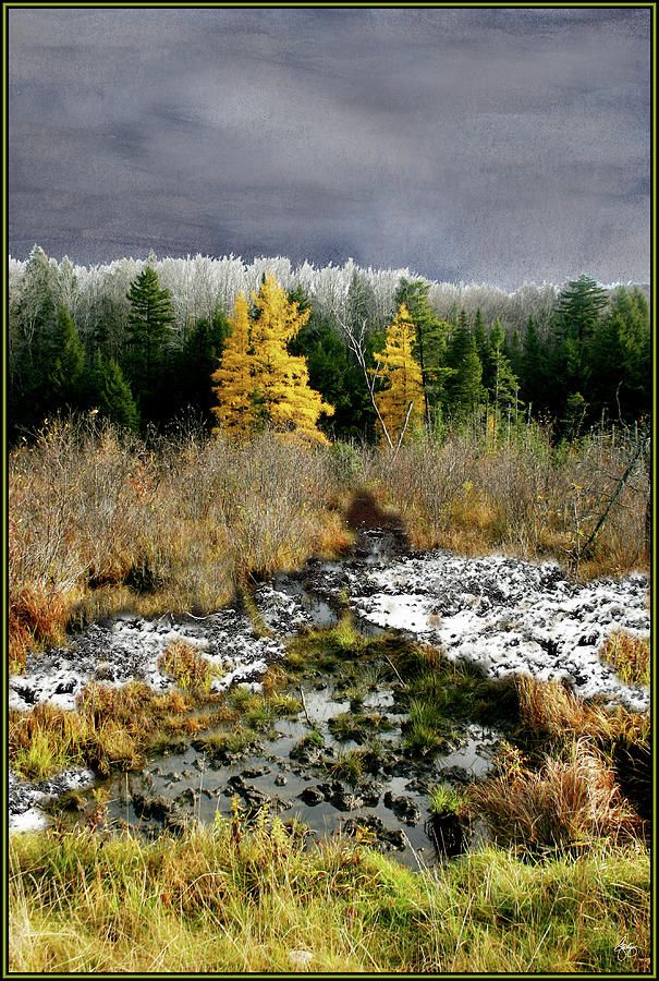 A Golden Moment in the Larch Bog Photograph by Wayne King