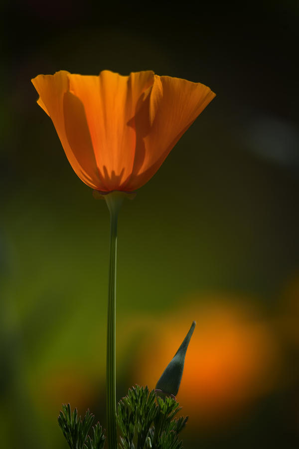 A Golden Poppy  Photograph by Saija Lehtonen