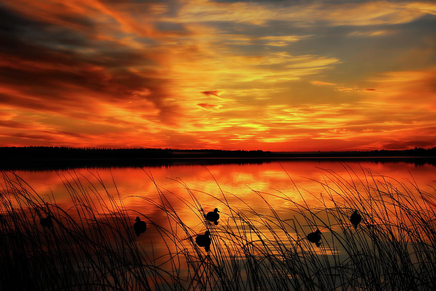 A Golden Sunrise Duck Hunt Photograph by Dale Kauzlaric