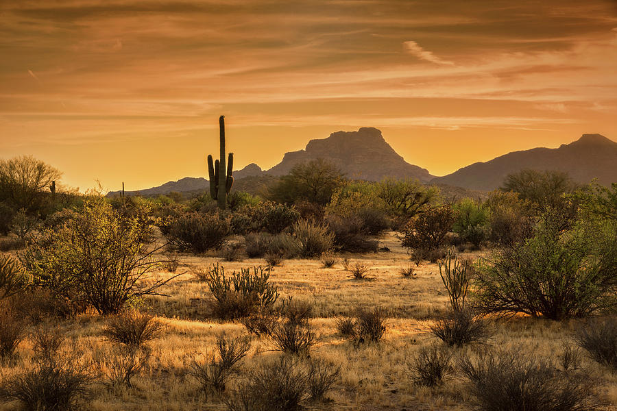 A Golden Sunset on the Sonoran  Photograph by Saija Lehtonen