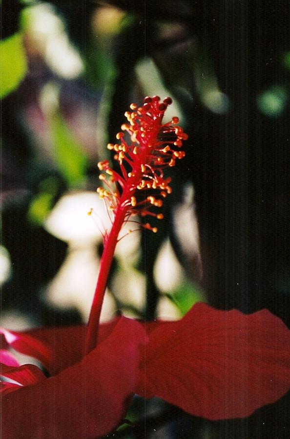 Flower Photograph - A Golden Touch by Brian Edward Harris