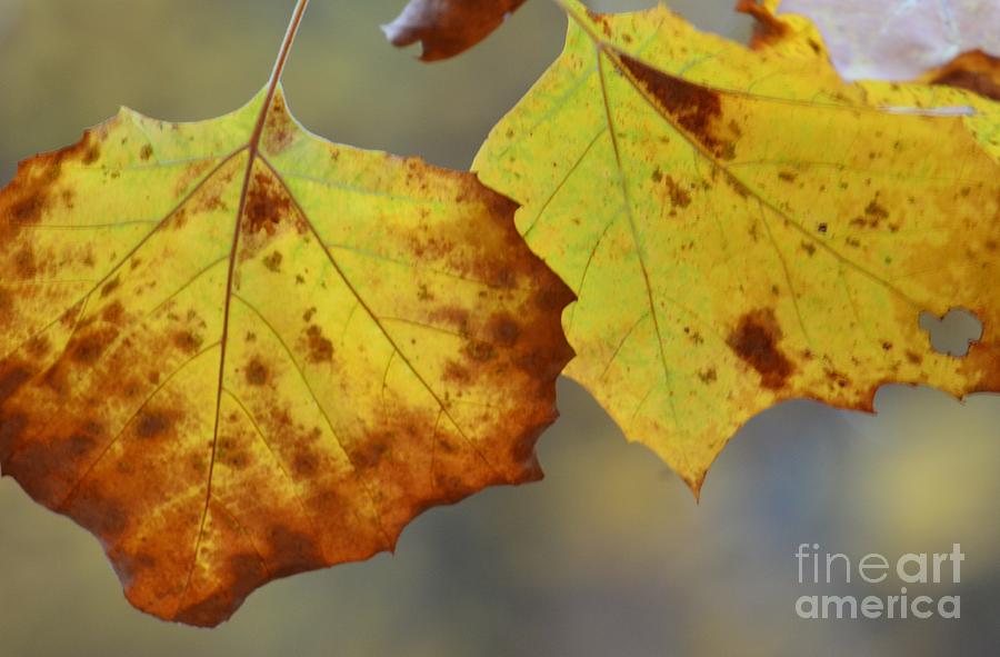 A Goldenleaf Duo Photograph by Maria Urso
