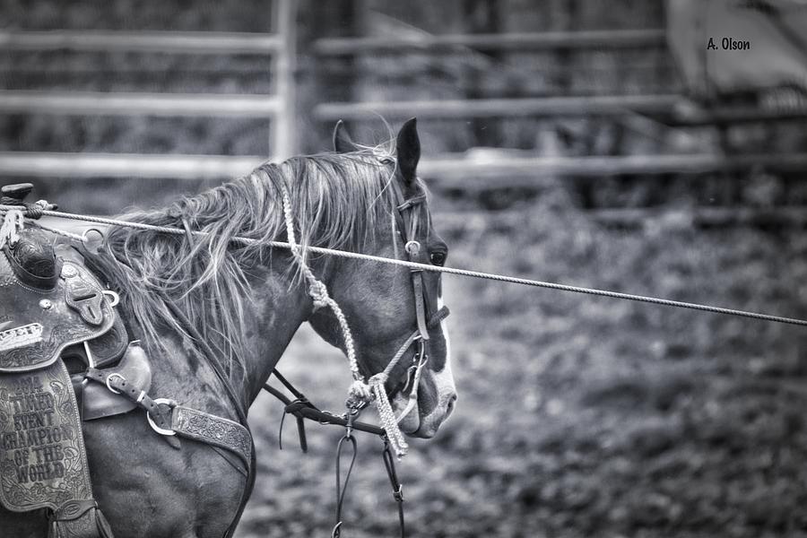Horse Photograph - A Good horse........ by Allen Olson