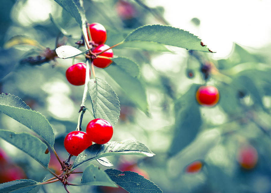 A Good Year for Cherries Photograph by Ronda Broatch