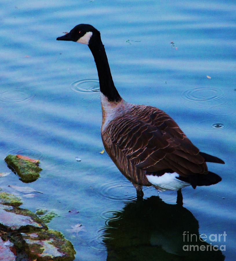 Goose Photograph - A Goose In Omaha by Poets Eye