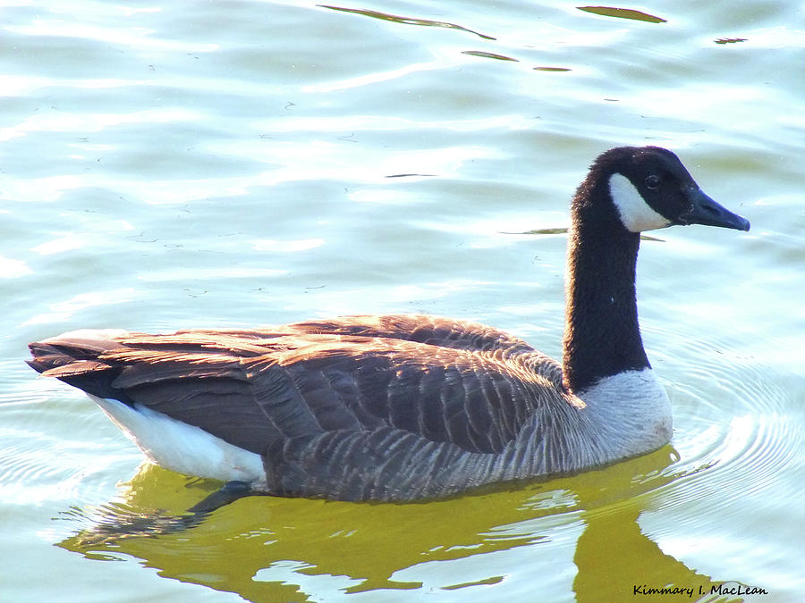 A Goose in the Chesapeake Bay Photograph by Kimmary MacLean