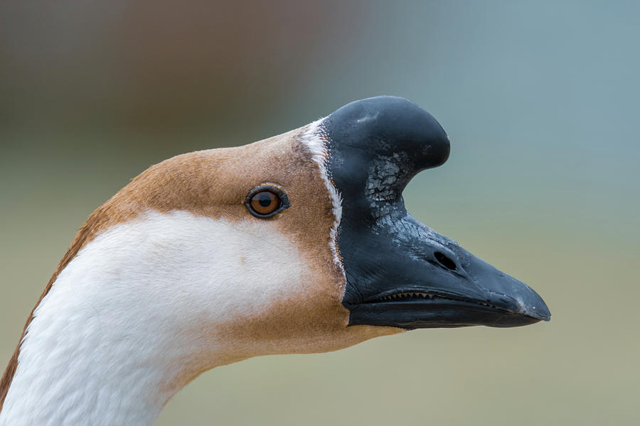 A Goose is a Goose Photograph by Debra Martz