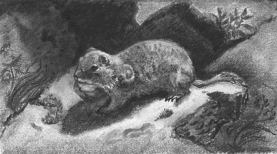 Wildlife Drawing - A Gopher Named Trouble by Dawn Senior-Trask