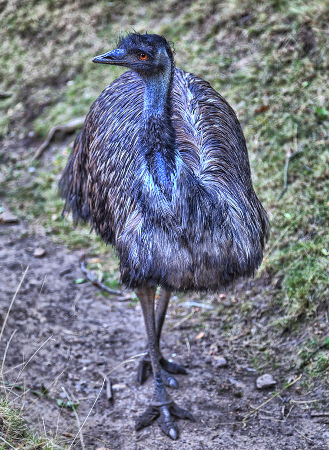 A Gorgeous Emu With Black And Blue Shining Feathers Photograph by Gina Koch