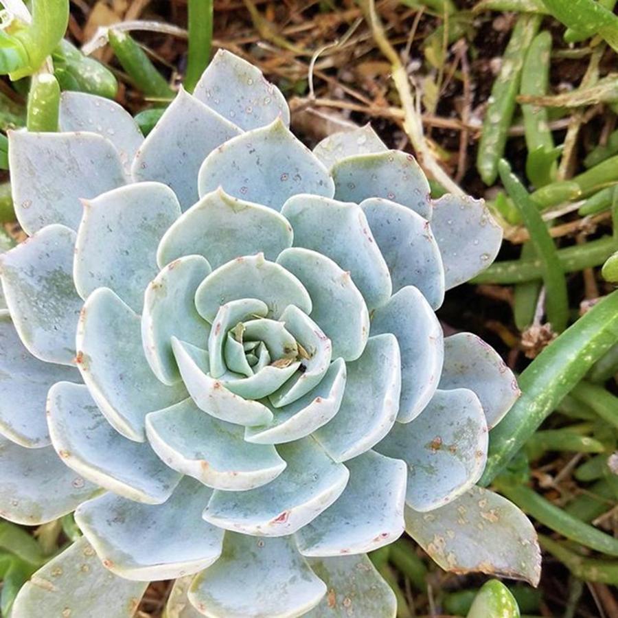 Arizona Photograph - A Gorgeous Little #succulent From My by Sarah Marie