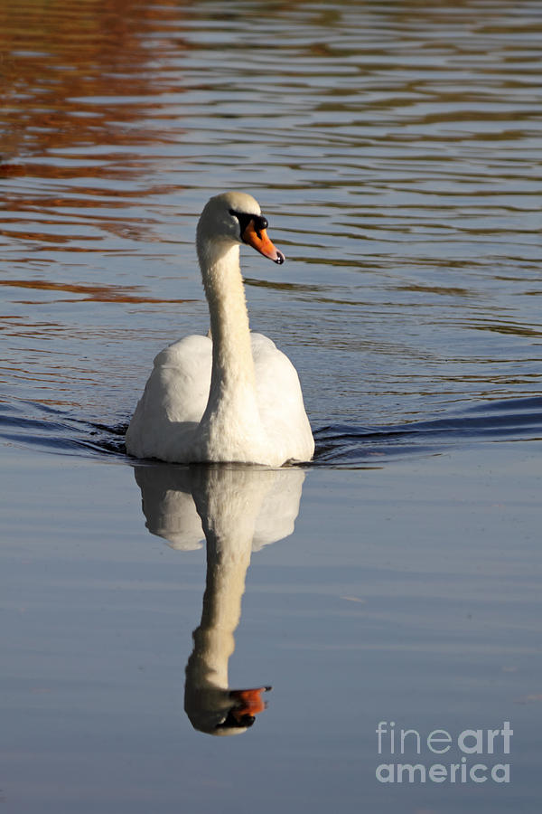 A graceful mute swan UK Photograph by Julia Gavin