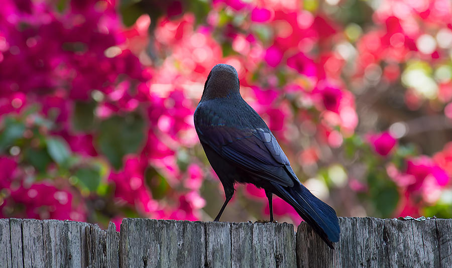 A Grackle Color Explosion Photograph by Kenneth Albin