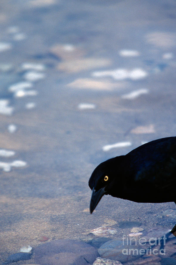 A Grackle peers Ominously fron the Edge  Photograph by John Harmon