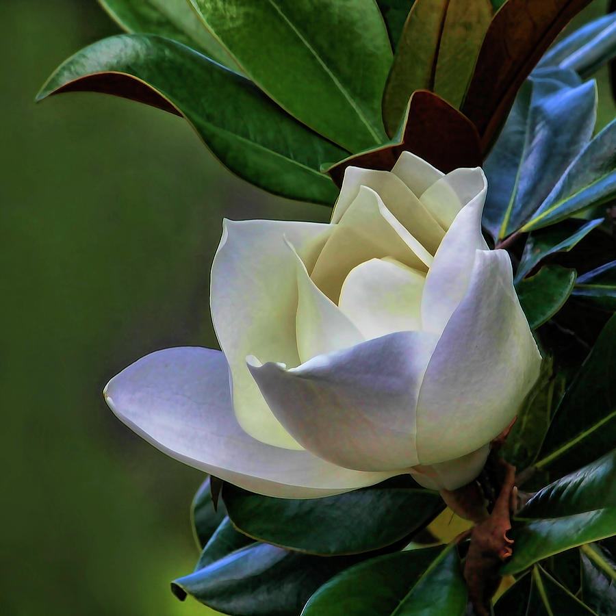 Magnolia Movie Photograph - A Grand Dame 2 by HH Photography of Florida