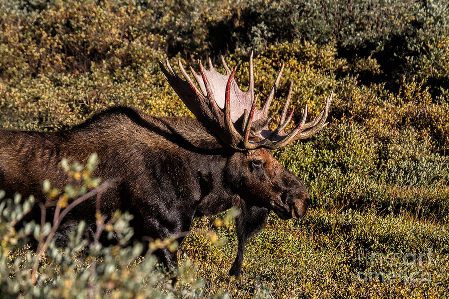 Moose Photograph - A Grand Entrance by Jim Garrison