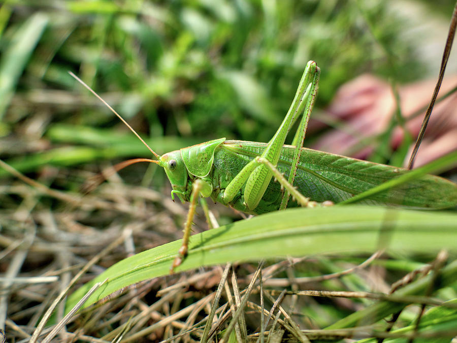 A Grasshopper With The Name Great Green Bush Cricket Photograph by Gina Koch
