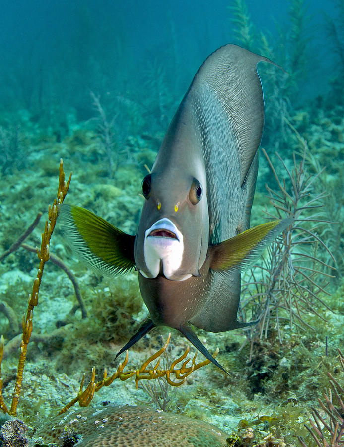Fish Photograph - A Gray Angelfish In The Shallow Waters by Michael Wood