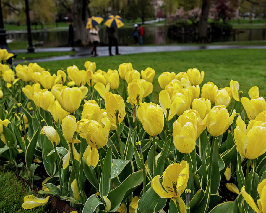 A gray rainy yellow day in the Public Garden Photograph by Toby McGuire