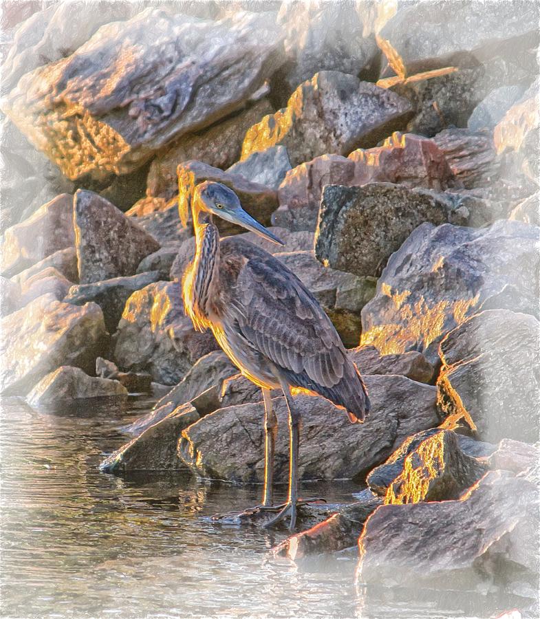 A Great Blue Heron At Sunset Photograph by Constantine Gregory