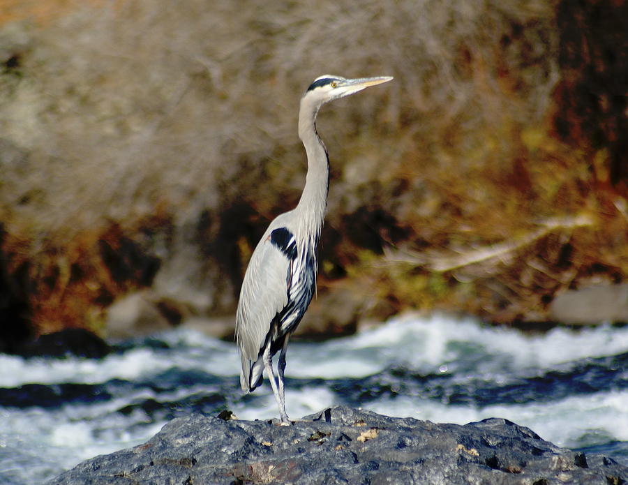 A Great Blue Heron at the Spokane River 2 Photograph by Ben Upham III