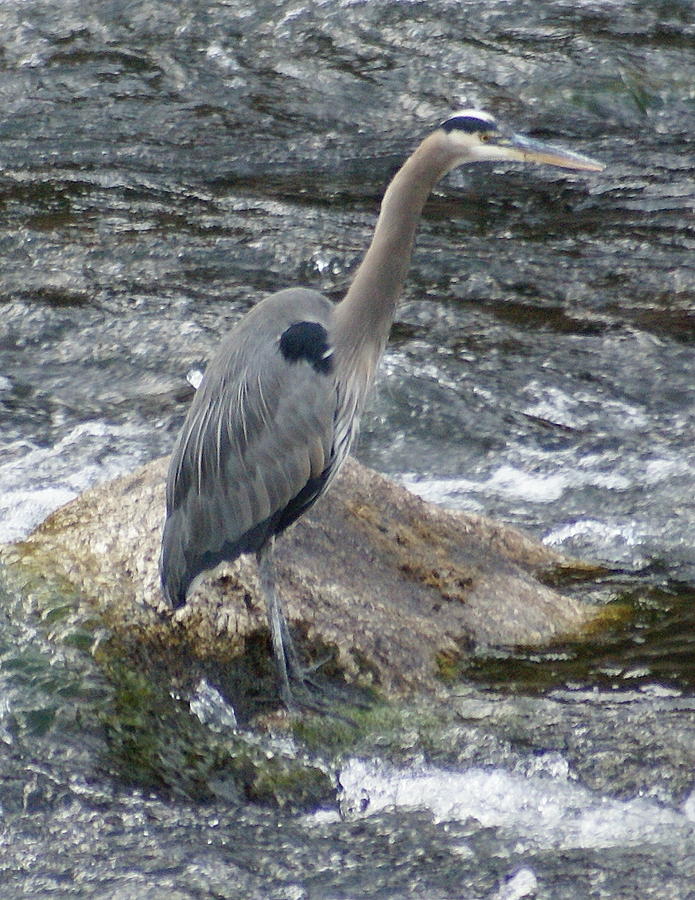 A Great Blue Heron at the Spokane River 3 Photograph by Ben Upham III