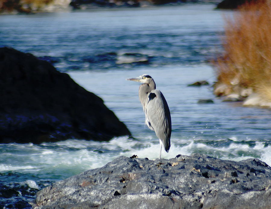A Great Blue Heron at the Spokane River Photograph by Ben Upham III