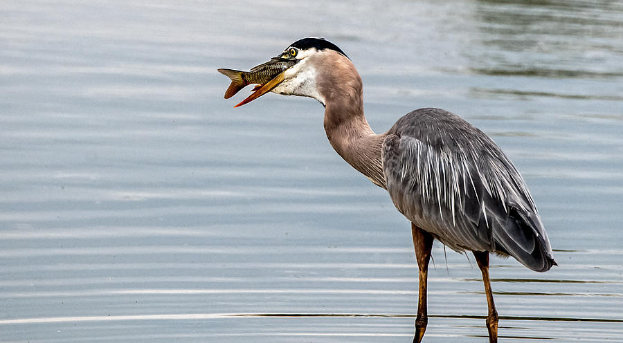 A Great Blue Heron Breakfast Photograph by Tam Ryan