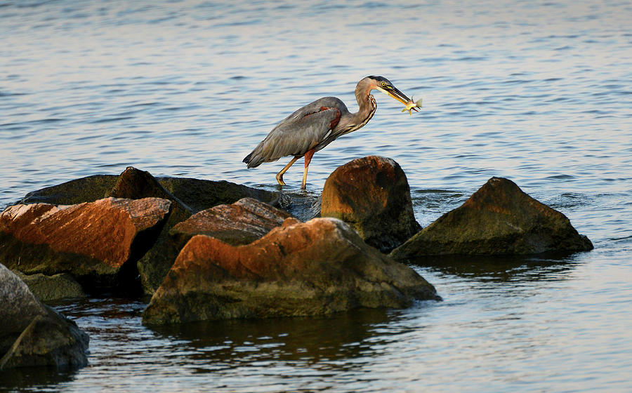  A Great Blue Heron Day Photograph by Patrick Wolf