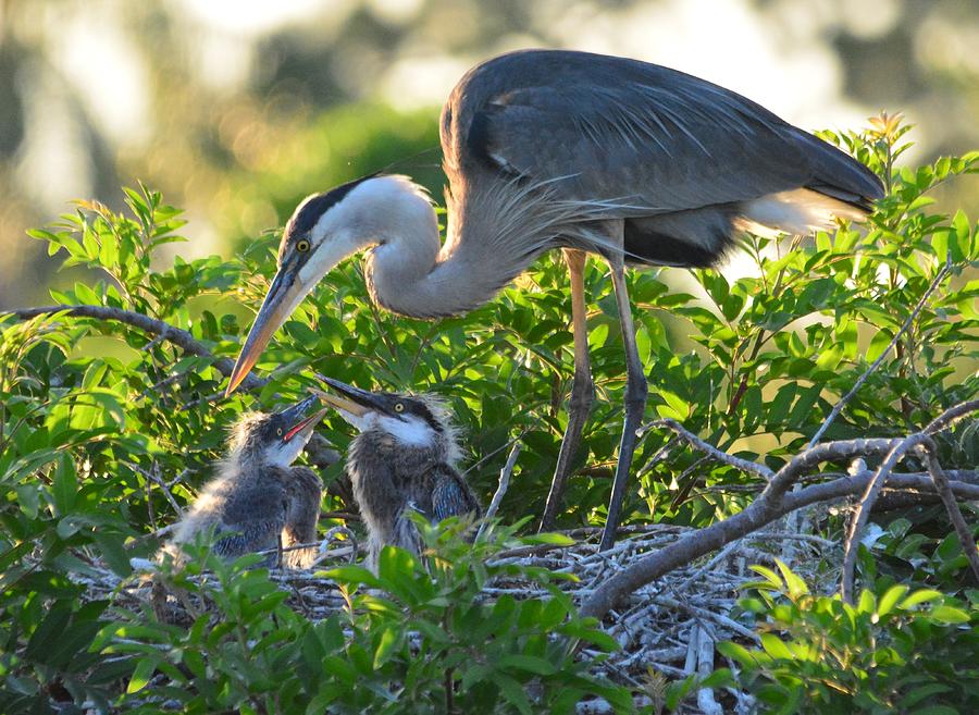 A Great Blue Heron Family on a Great Nest Photograph by Patricia Twardzik
