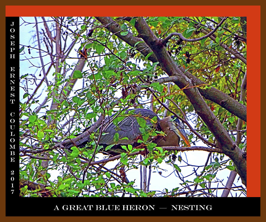 A Great Blue Heron - Nesting Digital Art by Joseph Coulombe