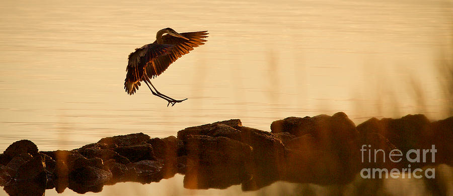 Great Blue Heron at Sunset Photograph by Rachel Morrison