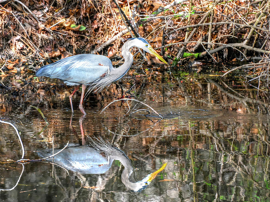 A Great Blue in the Mirror Photograph by Don Mercer