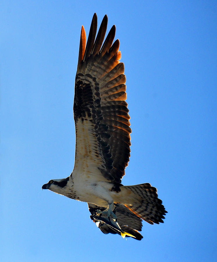 A great catch Osprey Photograph by David Lee Thompson
