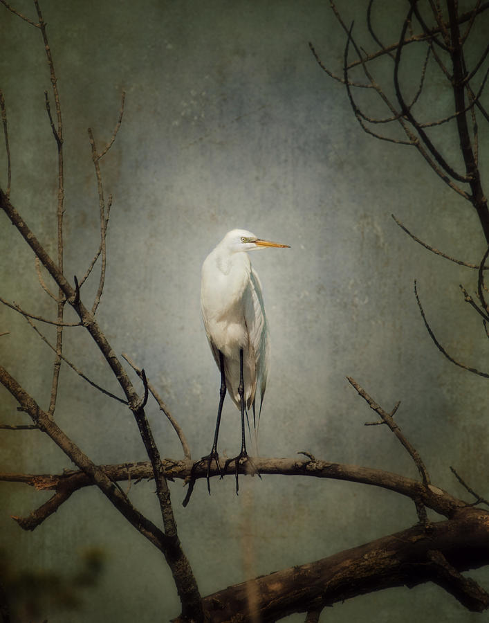 A Great Egret Photograph by Al  Mueller