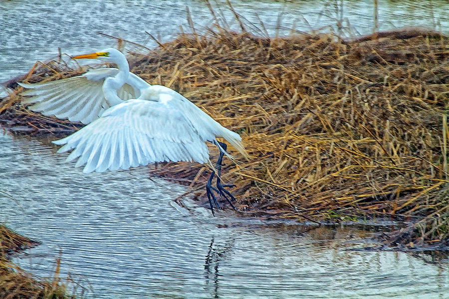 A Great Egret Lifting Off Photograph by Constantine Gregory