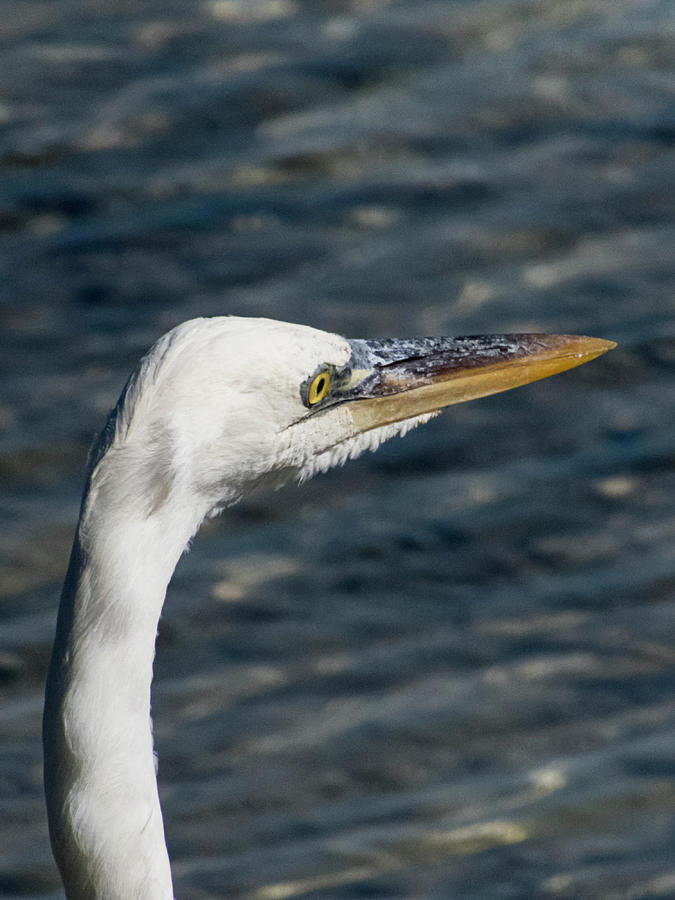 A Great Egret Portrait Photograph by Bob Slitzan