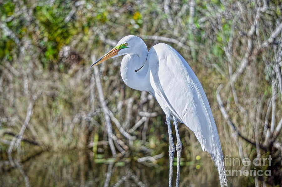 A Great Egret Pose Photograph by Judy Kay