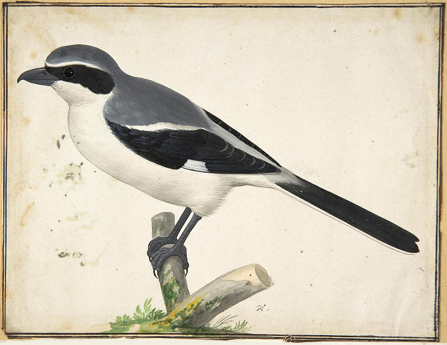 A Great Grey Shrike Drawing by Pieter Holsteyn II