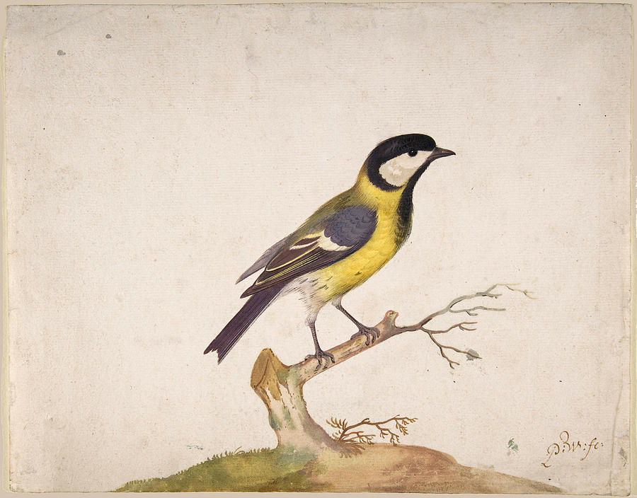 A Great Titmouse, Parus major, Perched on a Branch Drawing by Pieter Withoos